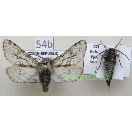 Lycia pomonaria (Hübner, 1790) pair Czech54b